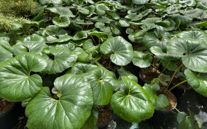 farfugium japonicum giganteum